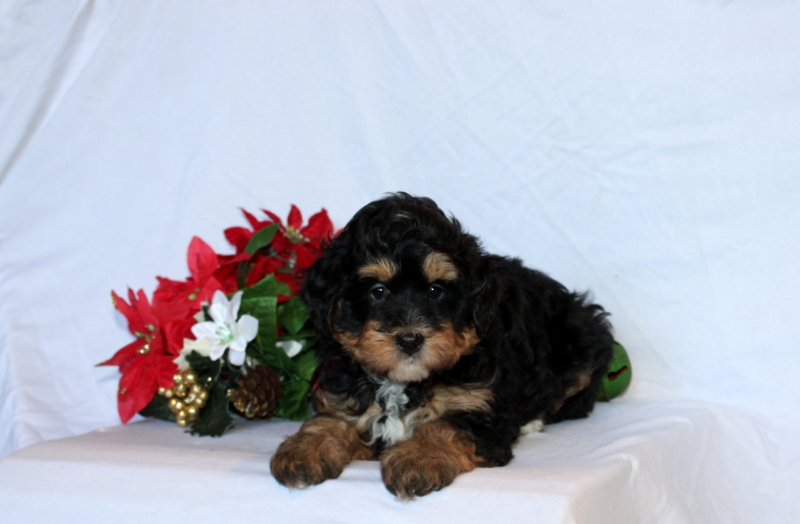 puppy, for, sale, Mini Bernedoodle F2, Matthew B. Stoltzfus, dog, breeder, Gap, PA, dog-breeder, puppy-for-sale, forsale, nearby, find, puppyfind, locator, puppylocator, aca